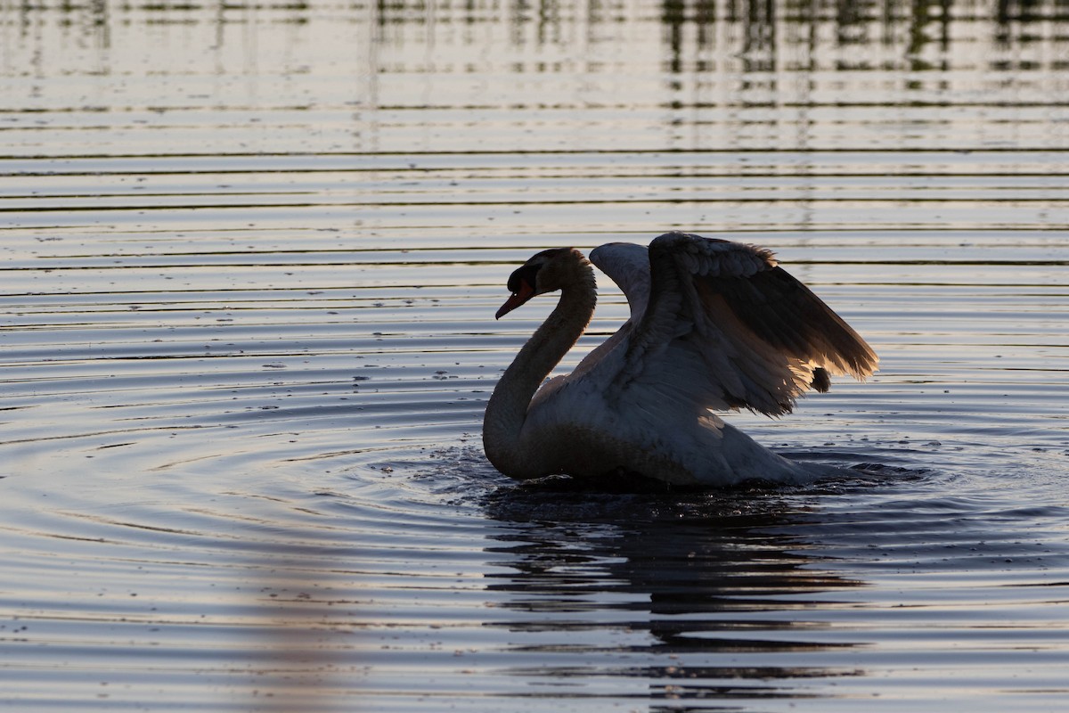 Mute Swan - ML622348660