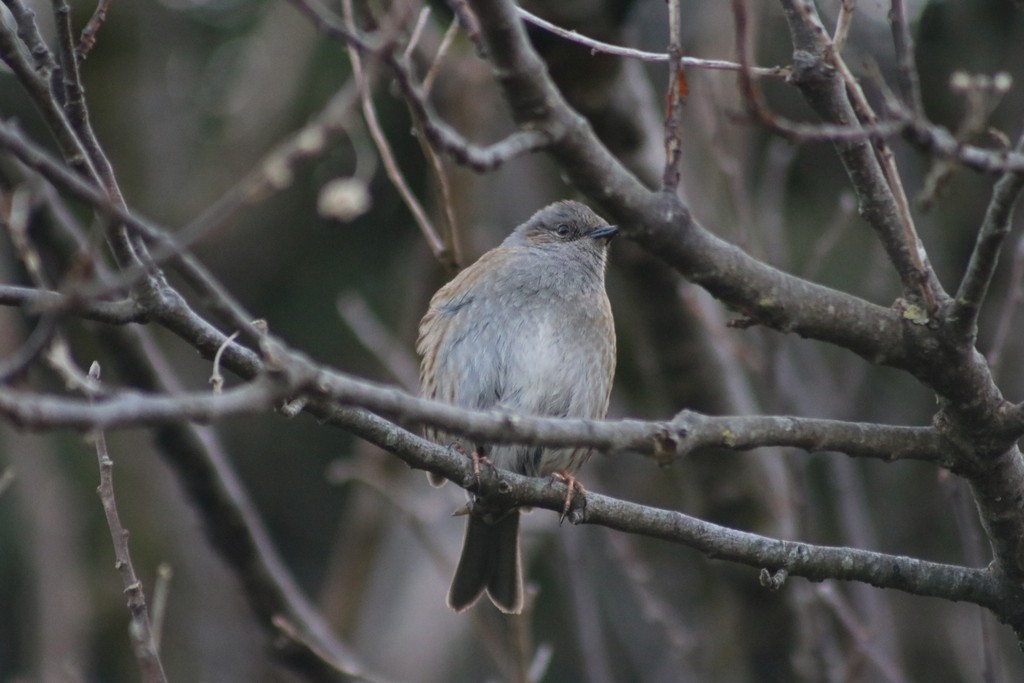 Dunnock - ML622348667