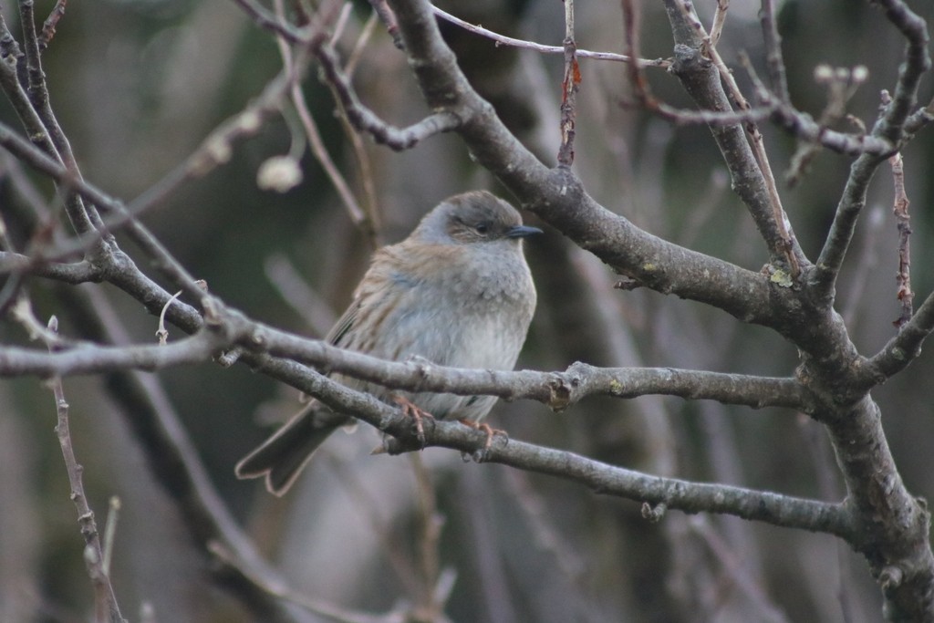 Dunnock - ML622348668