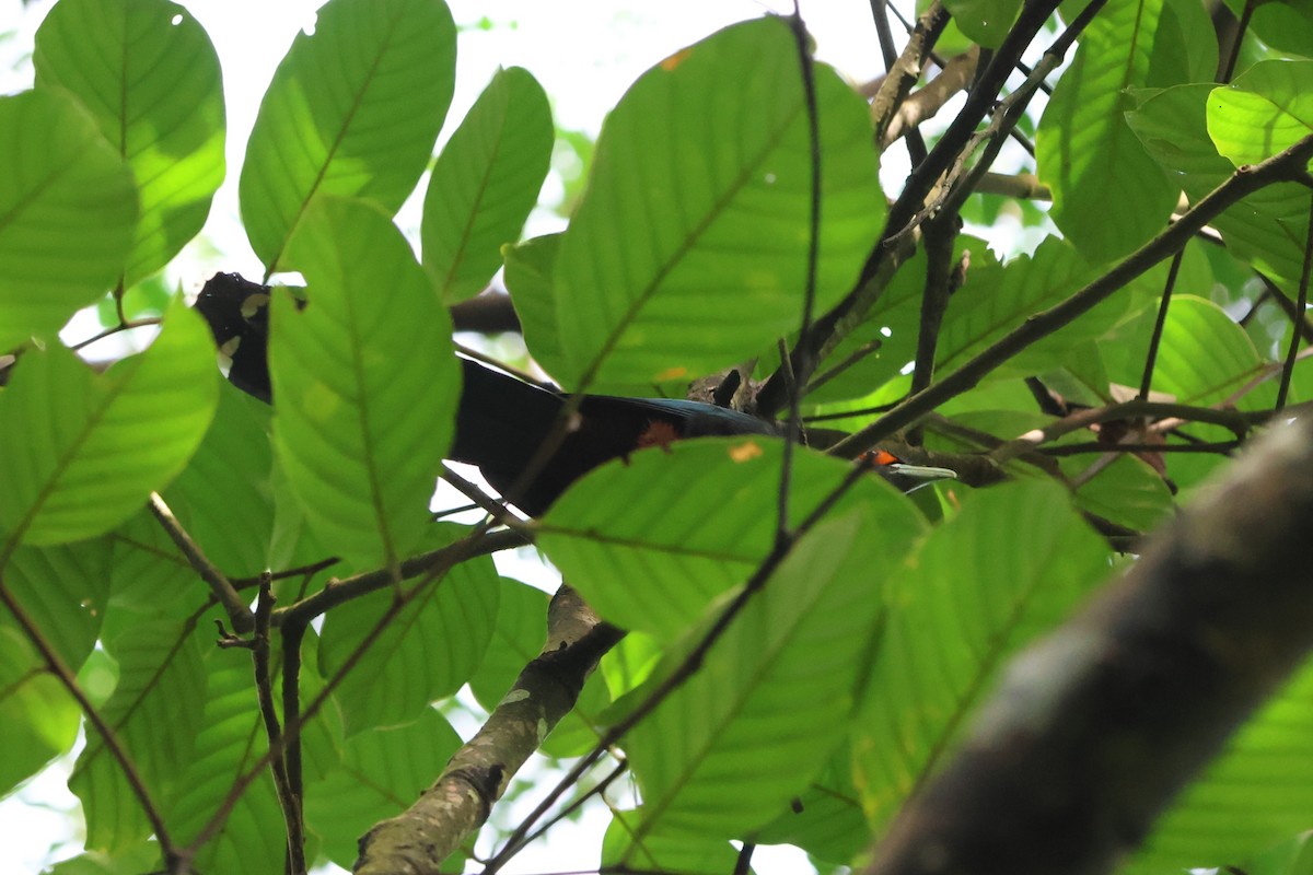 Chestnut-bellied Malkoha - ML622348703