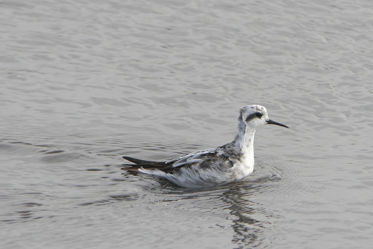 Red-necked Phalarope - ML622348755