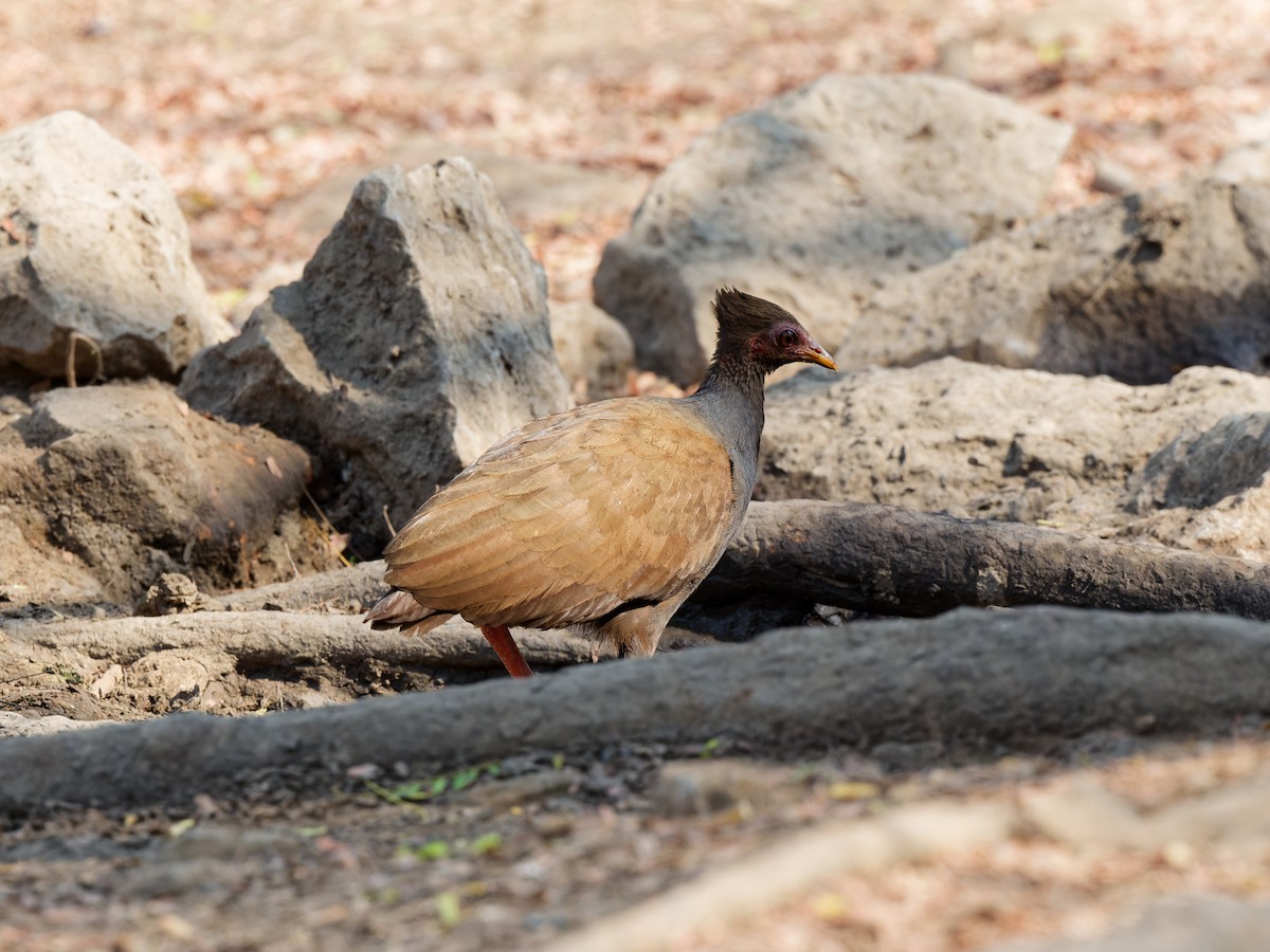 Orange-footed Megapode - ML622348791