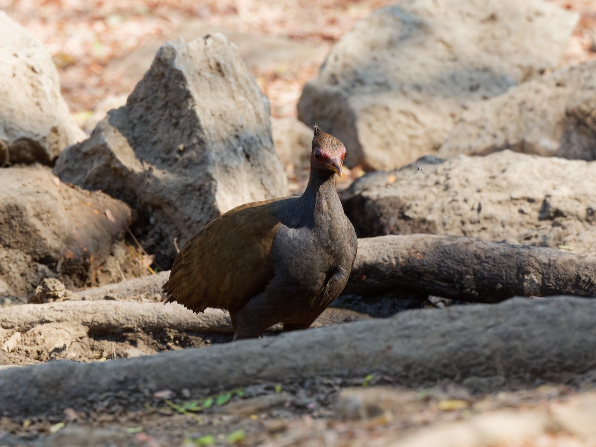 Orange-footed Megapode - ML622348793