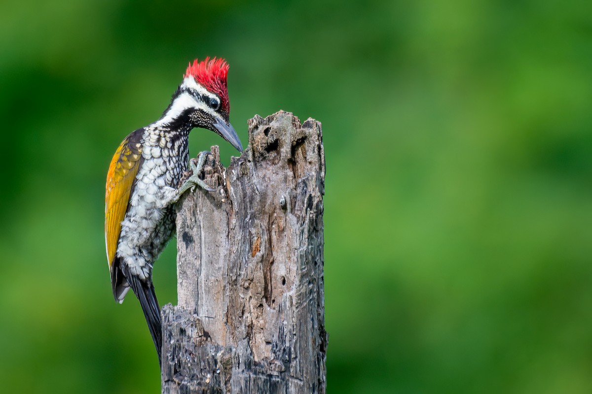 Black-rumped Flameback - ML622348814