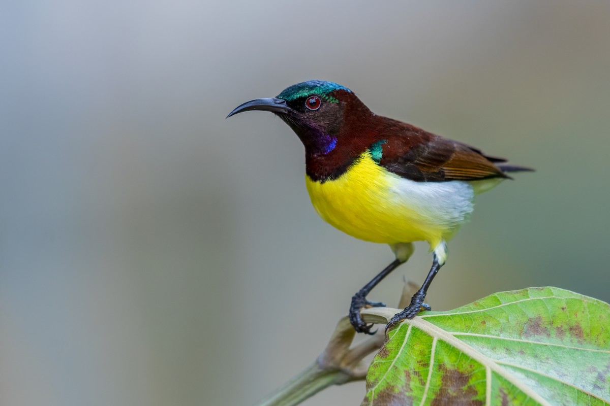 Purple-rumped Sunbird - ML622348815