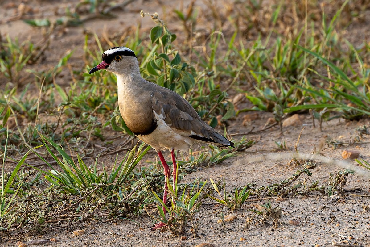 Crowned Lapwing - ML622348861