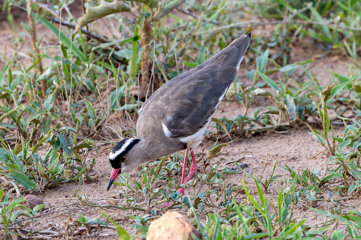 Crowned Lapwing - ML622348865