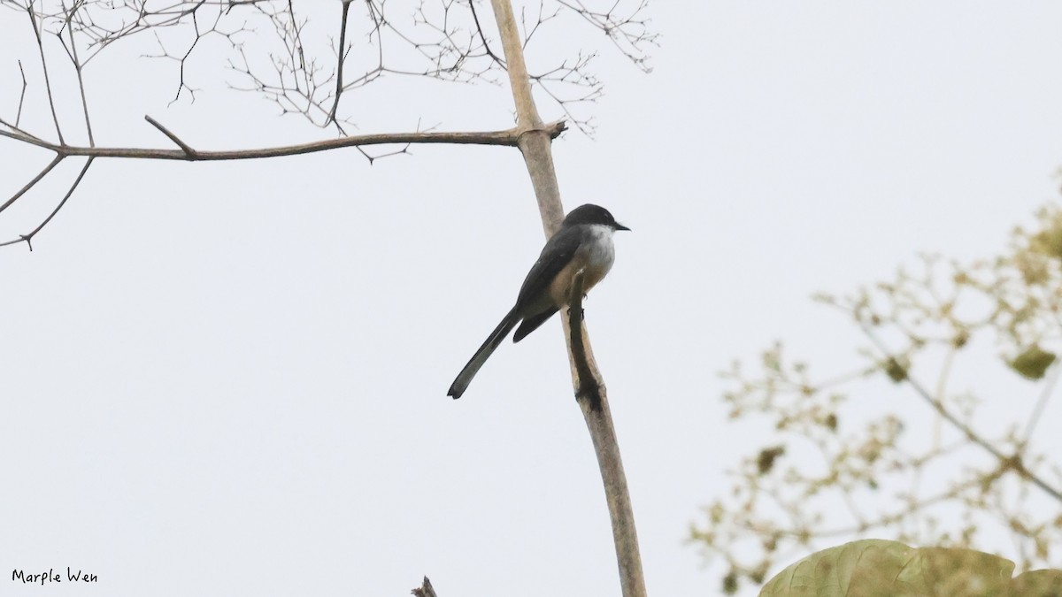 Northern Fantail (Timor) - ML622348932