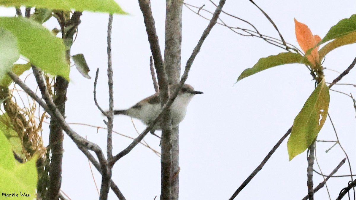 Plain Gerygone - ML622348933