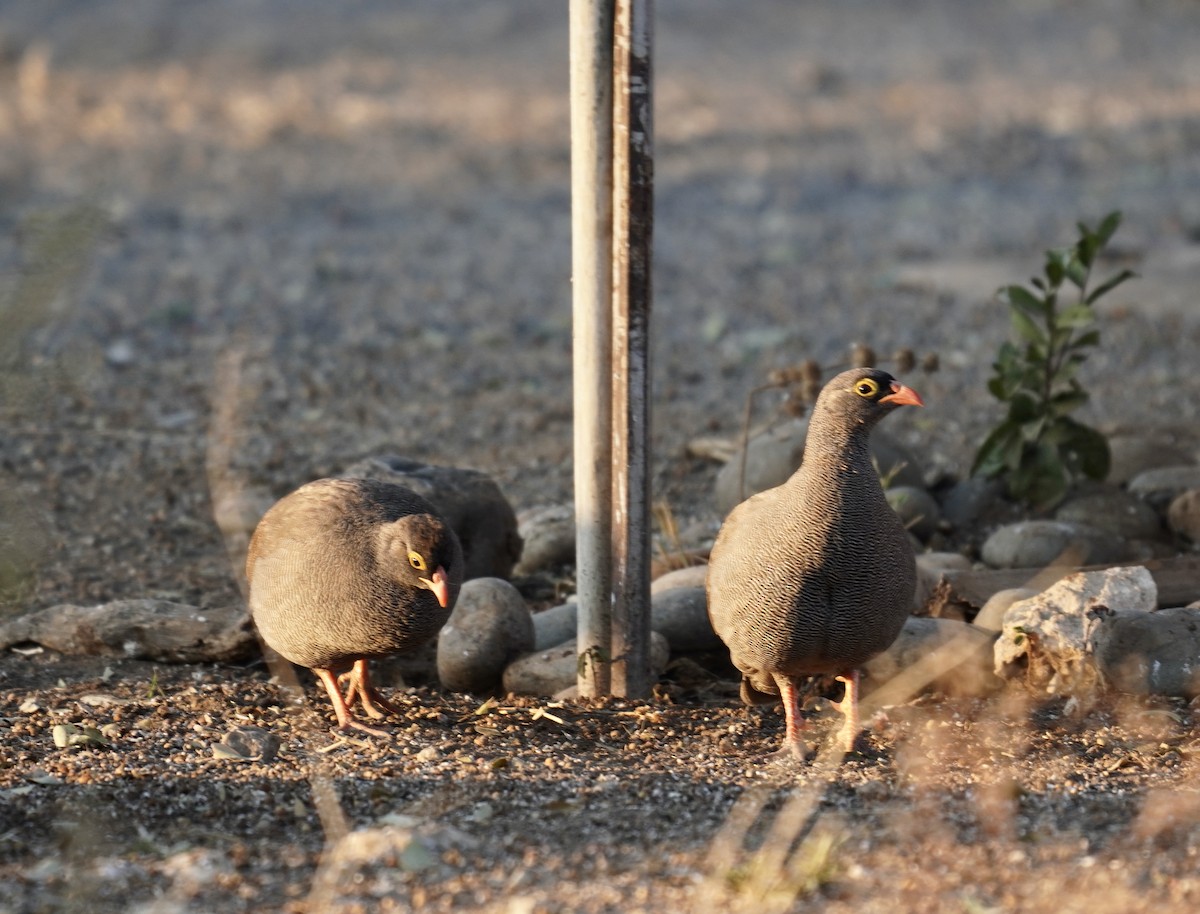 Red-billed Spurfowl - ML622349054