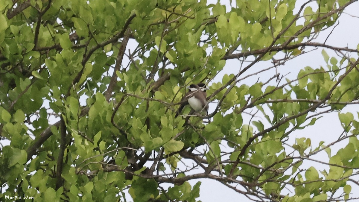 Timor Sparrow - ML622349191