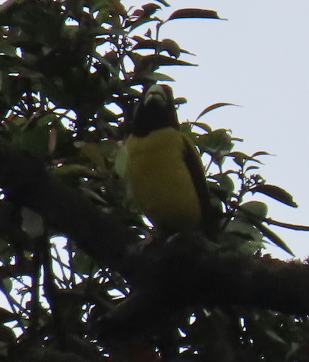 Hooded Grosbeak - ML622349274