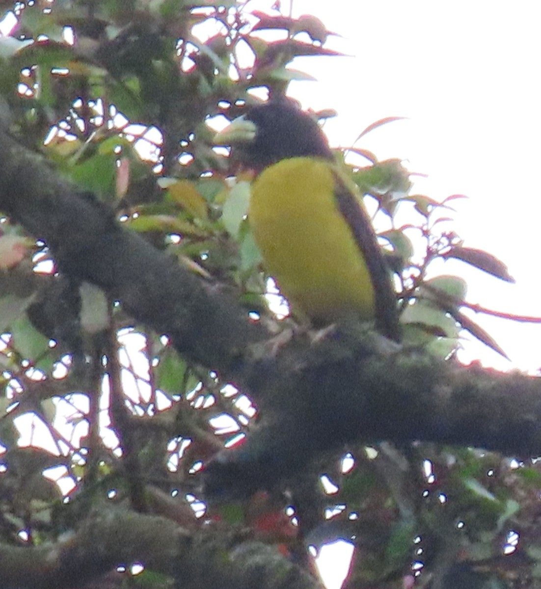 Hooded Grosbeak - Thomas Brooks