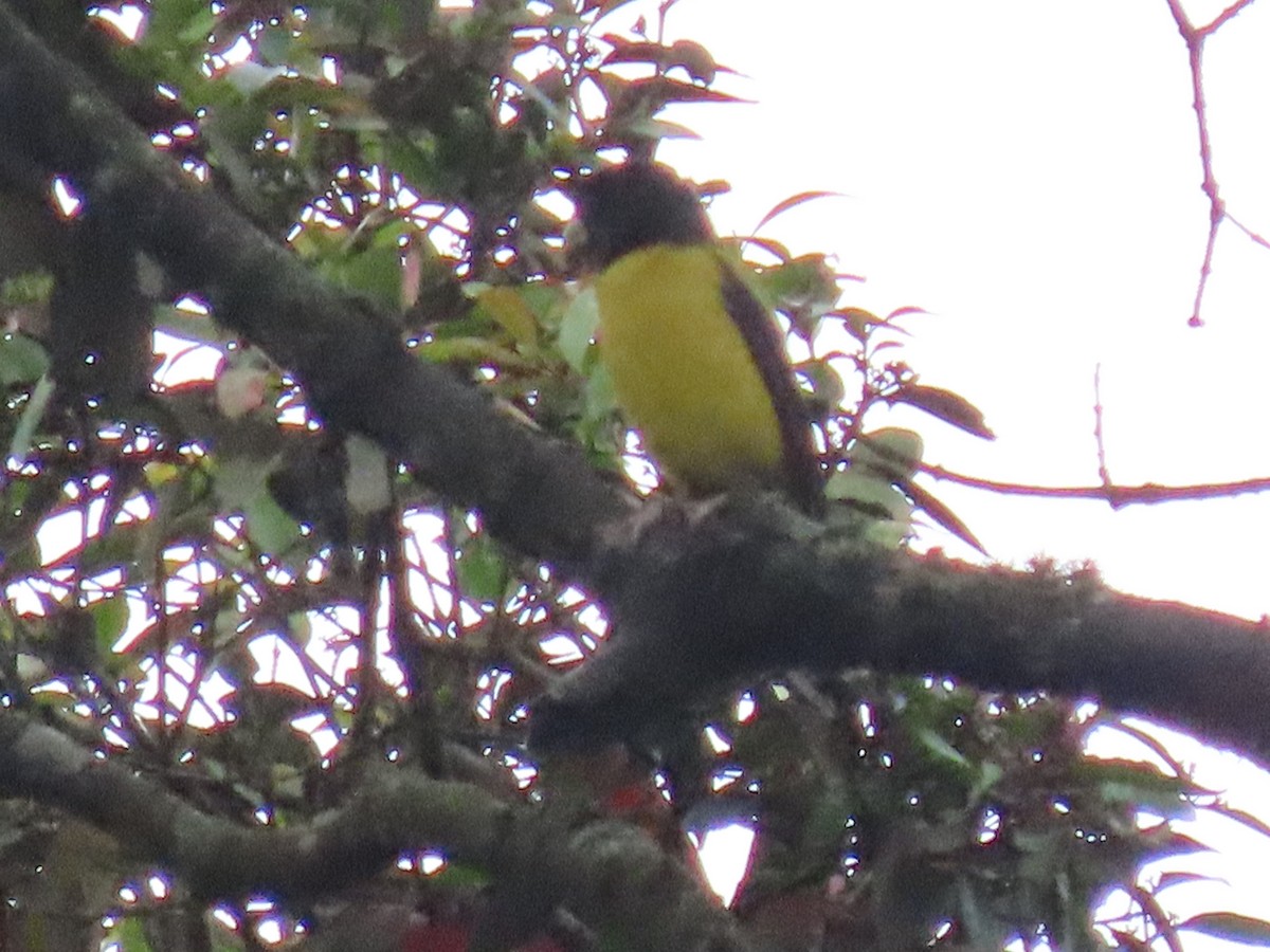 Hooded Grosbeak - ML622349276