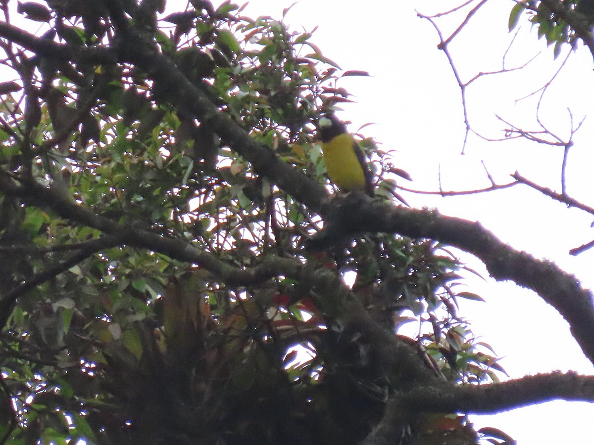 Hooded Grosbeak - ML622349277