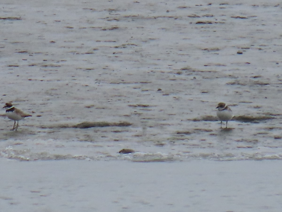 Semipalmated Plover - ML622349342