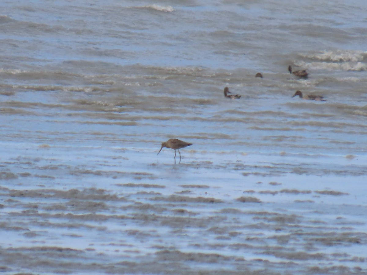 Hudsonian Godwit - Laura Burke