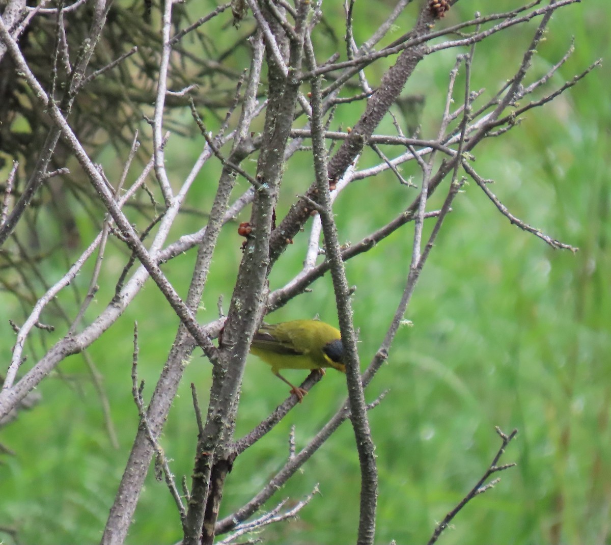 Wilson's Warbler - ML622349414