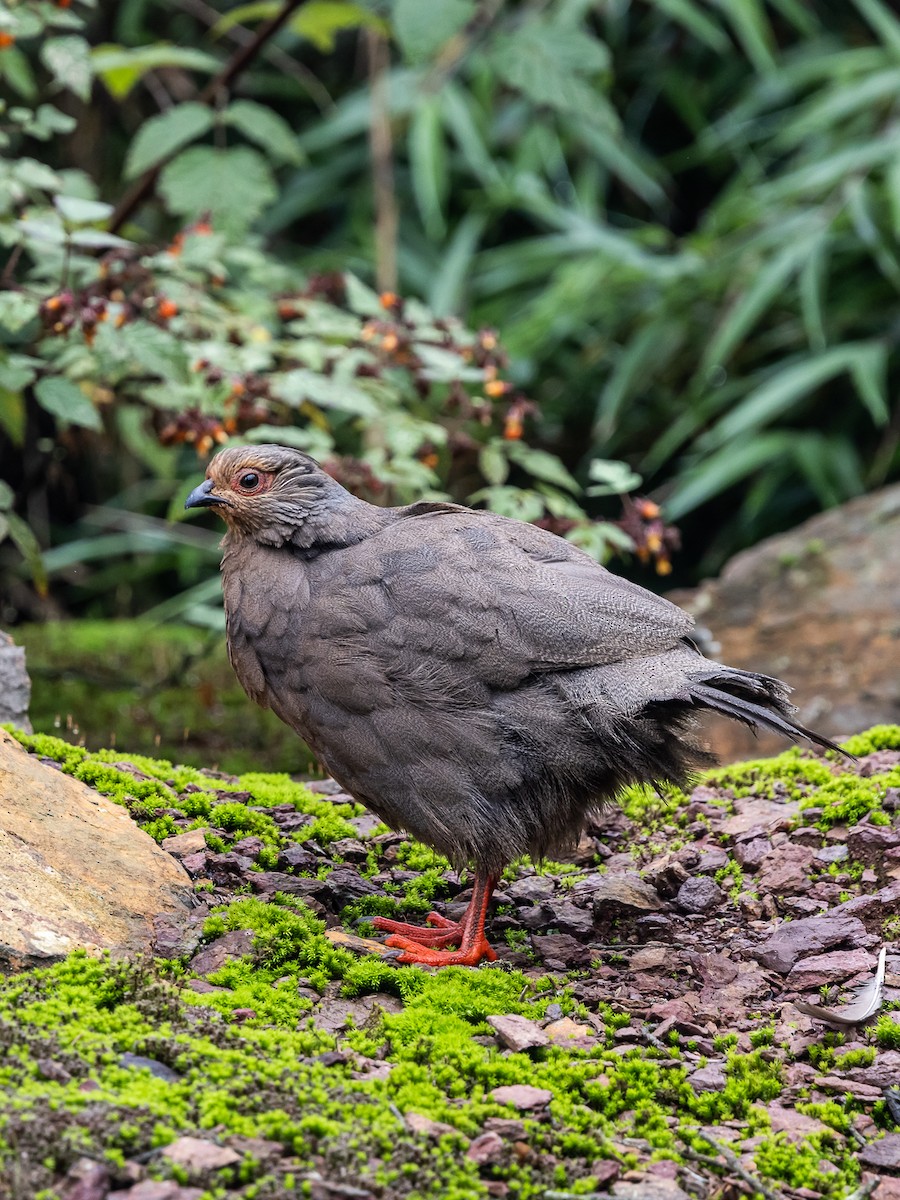 Blood Pheasant - ML622349428