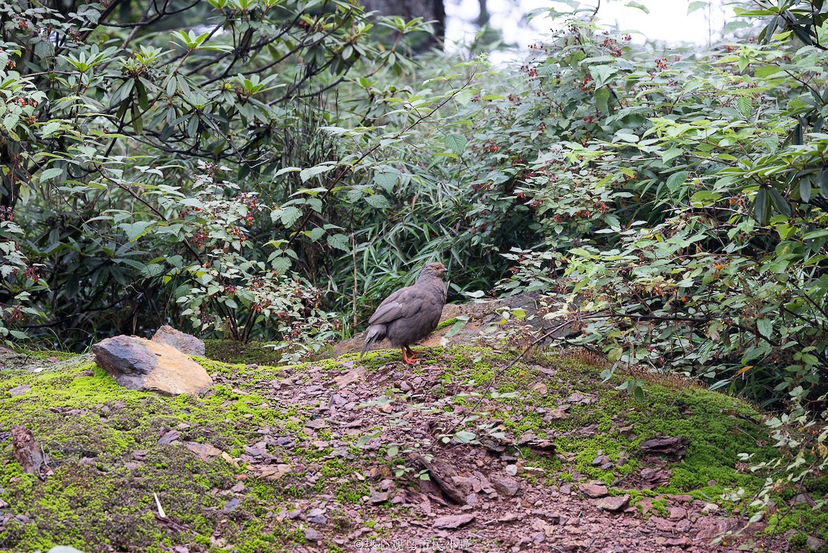 Blood Pheasant - ML622349432