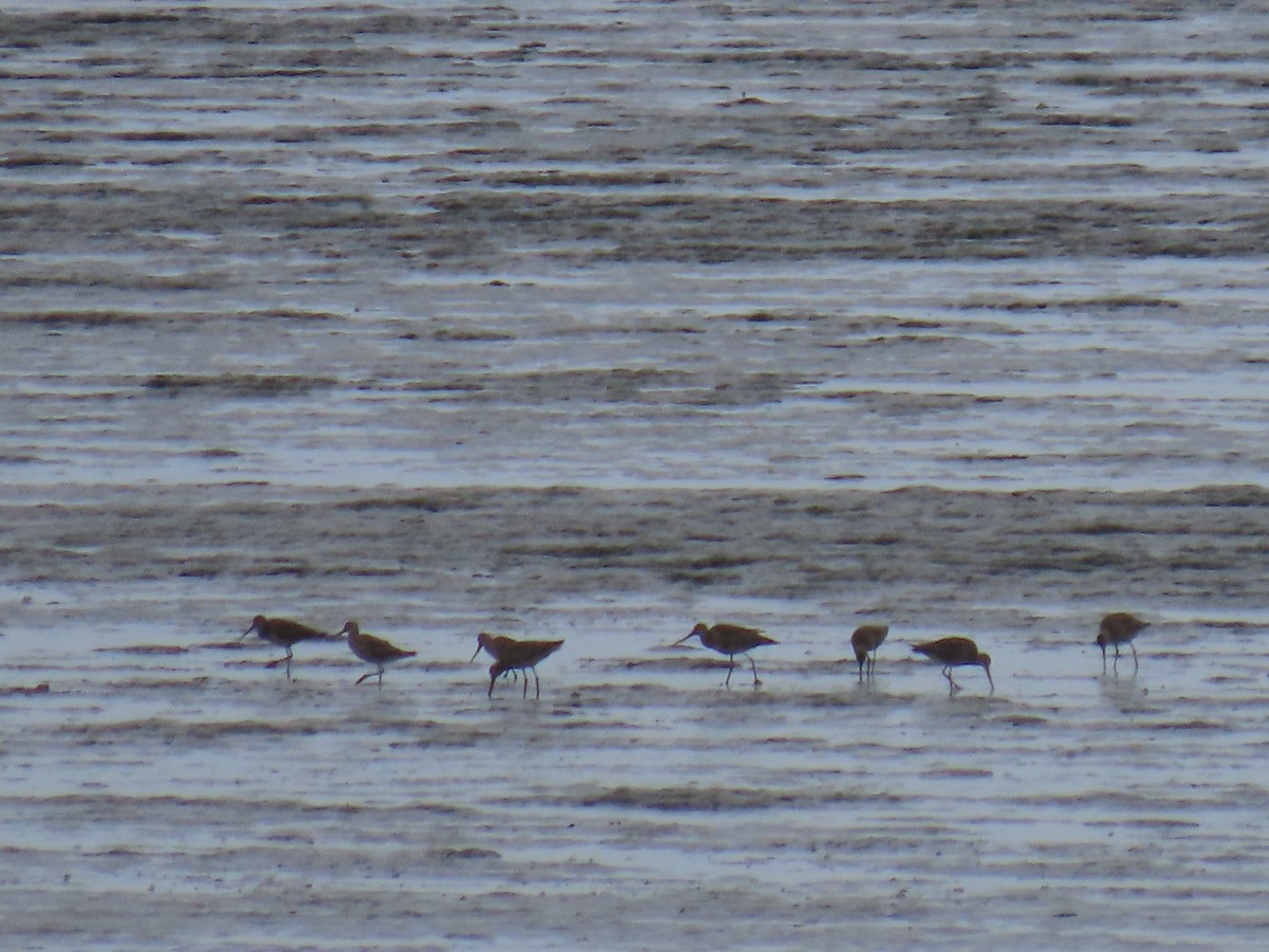 Hudsonian Godwit - ML622349492