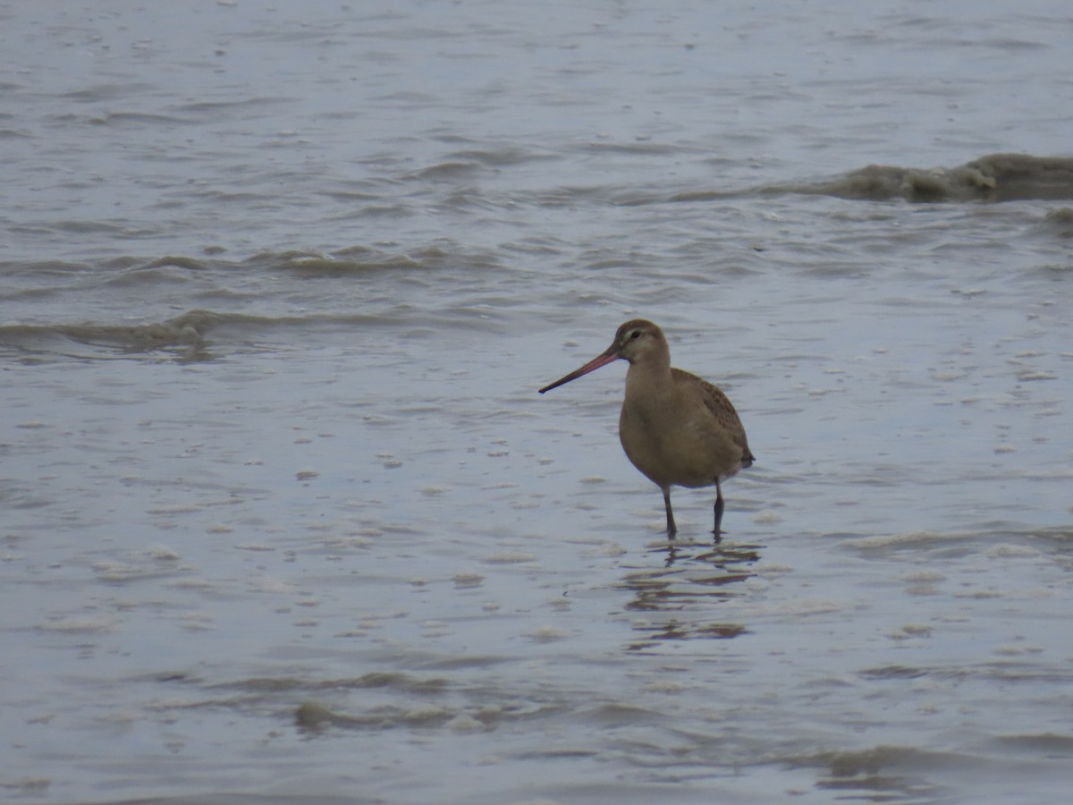 Hudsonian Godwit - ML622349541