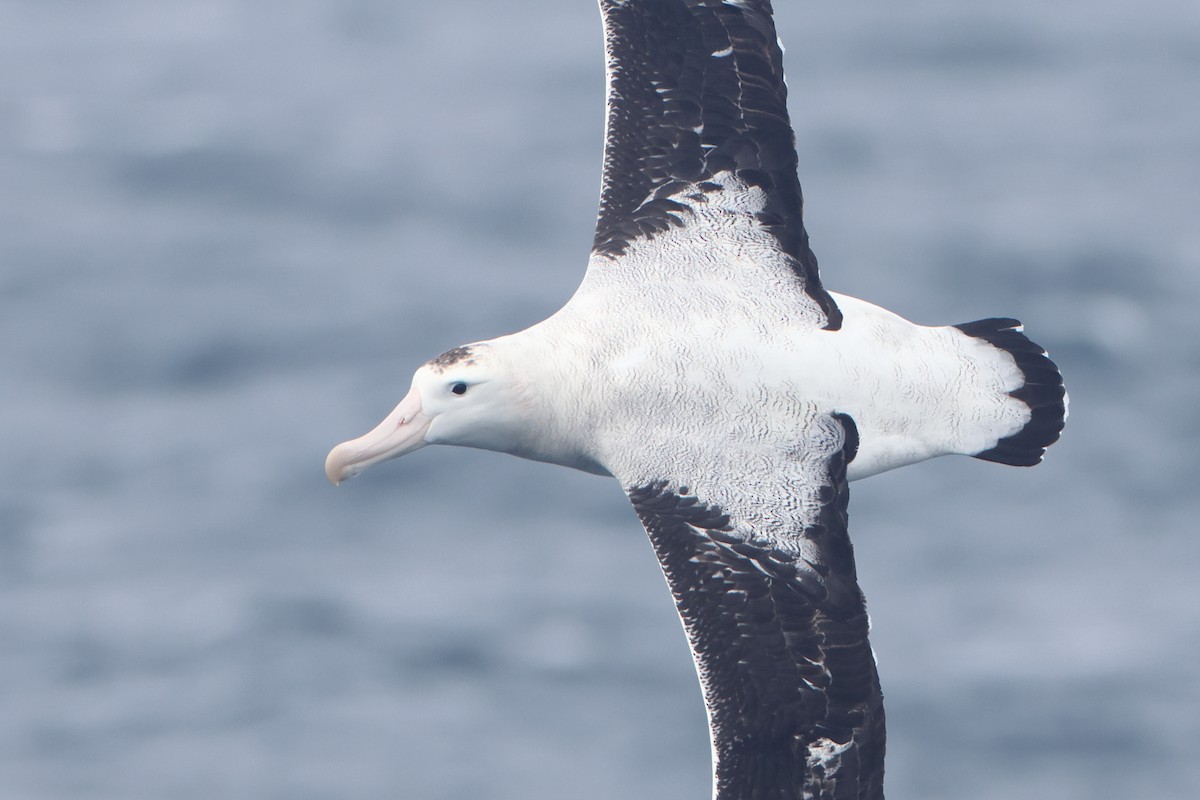 Albatros de Tristan da Cunha - ML622349668