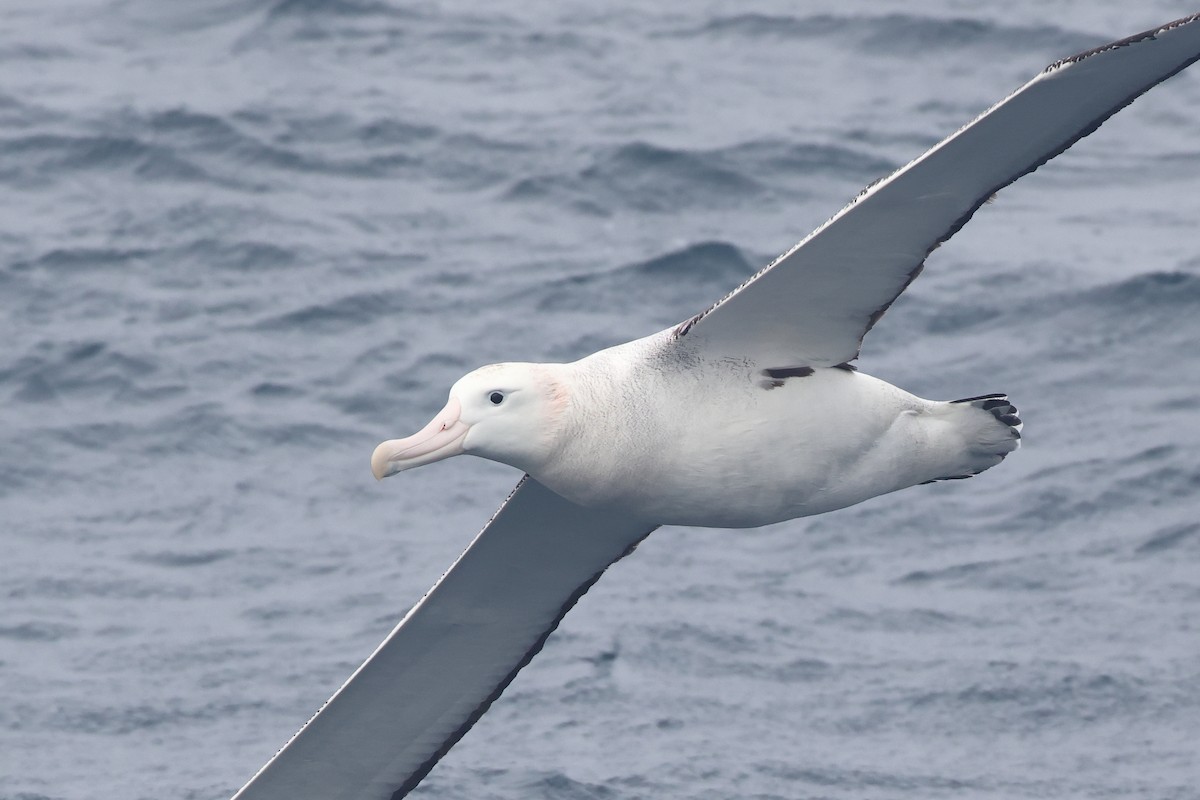 Albatros de Tristan da Cunha - ML622349669