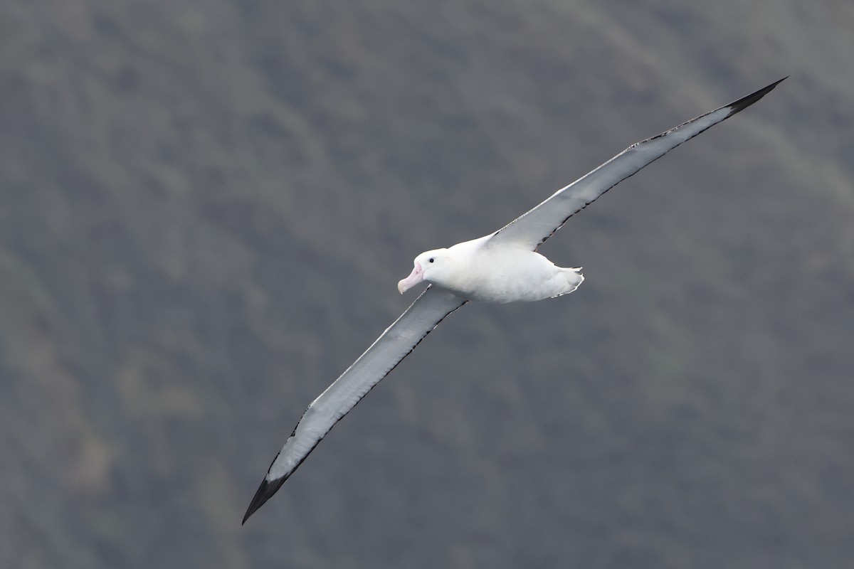 Tristan Albatross - Ohad Sherer