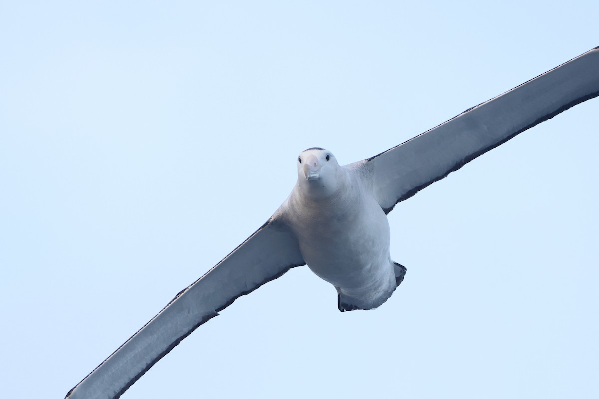 Albatros de Tristan da Cunha - ML622349671