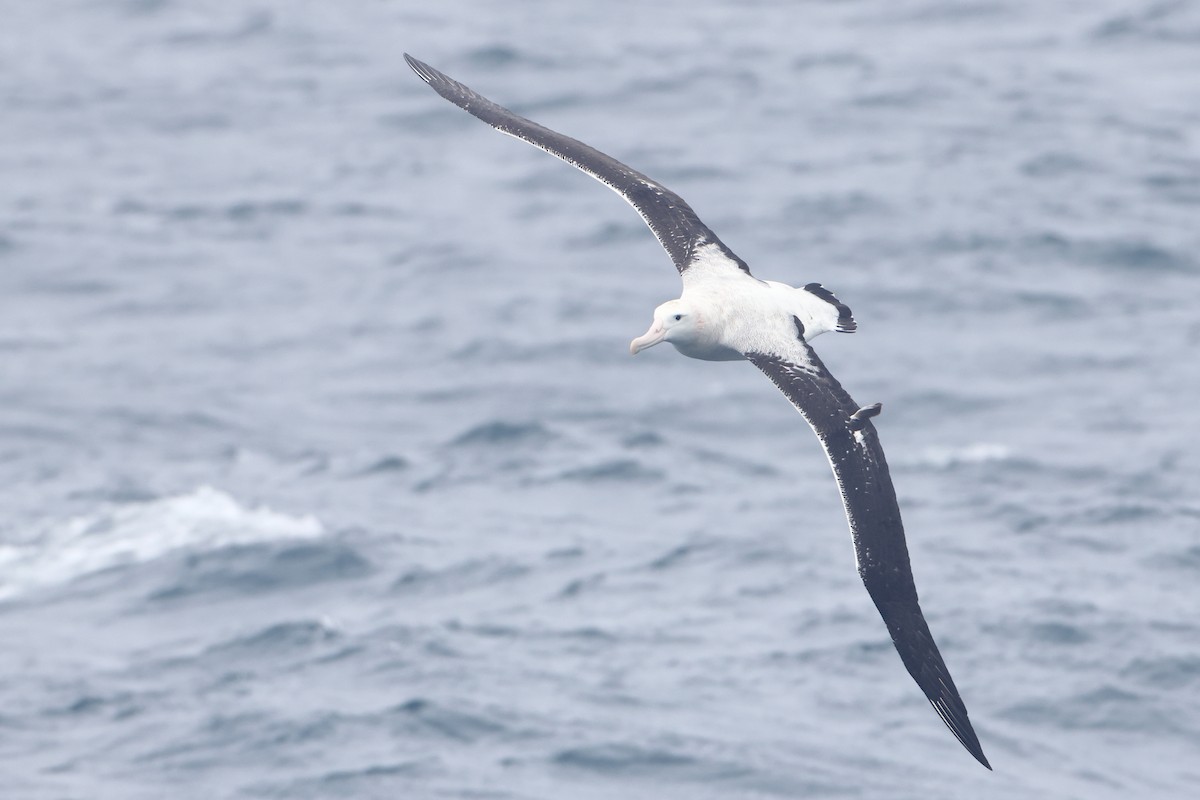 Albatros de Tristan da Cunha - ML622349672