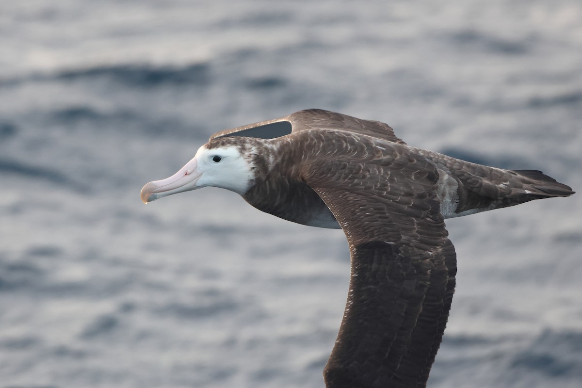 Albatros de Tristan da Cunha - ML622349673