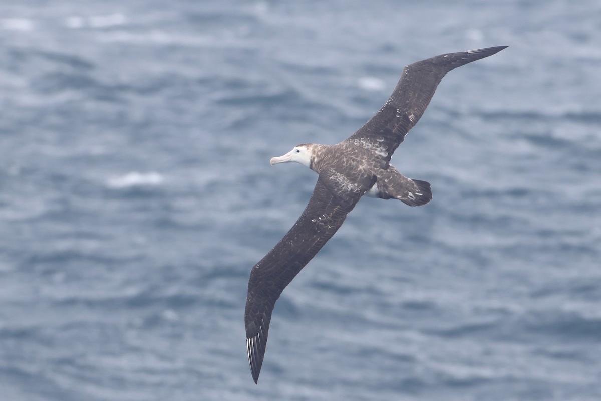 Albatros de Tristan da Cunha - ML622349674