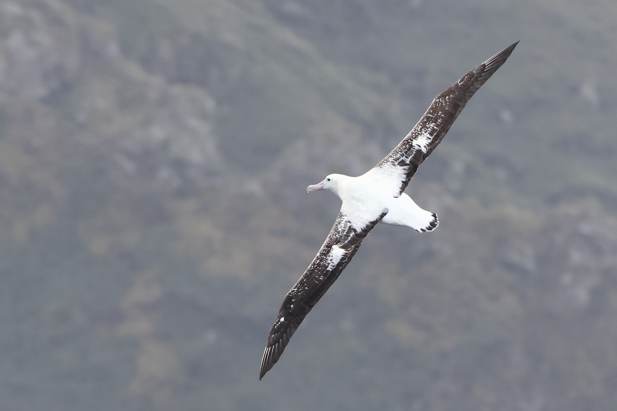 Albatros de Tristan da Cunha - ML622349675