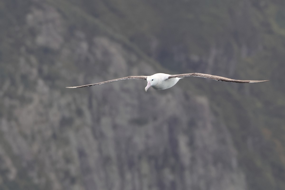 Albatros de Tristan da Cunha - ML622349677