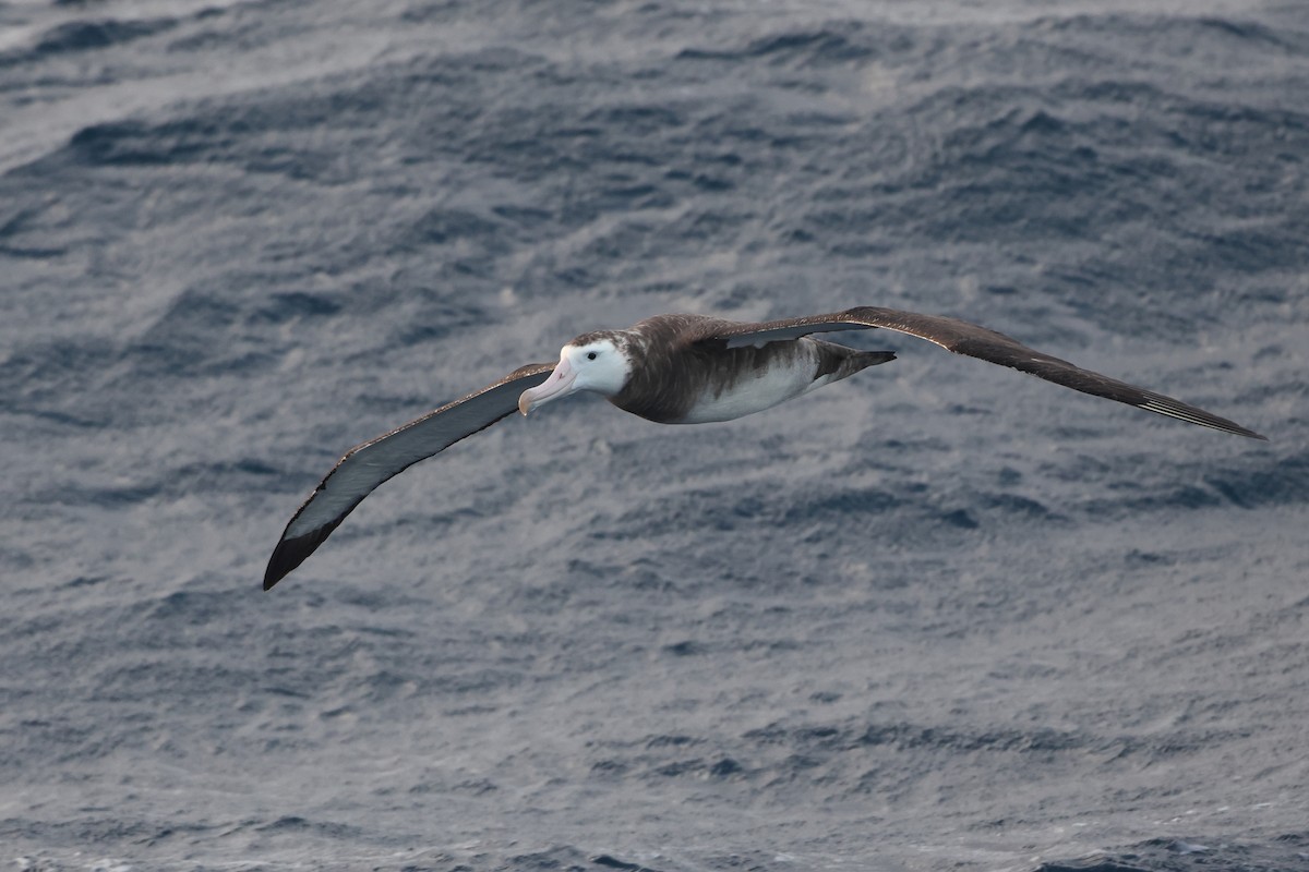 Albatros de Tristan da Cunha - ML622349678