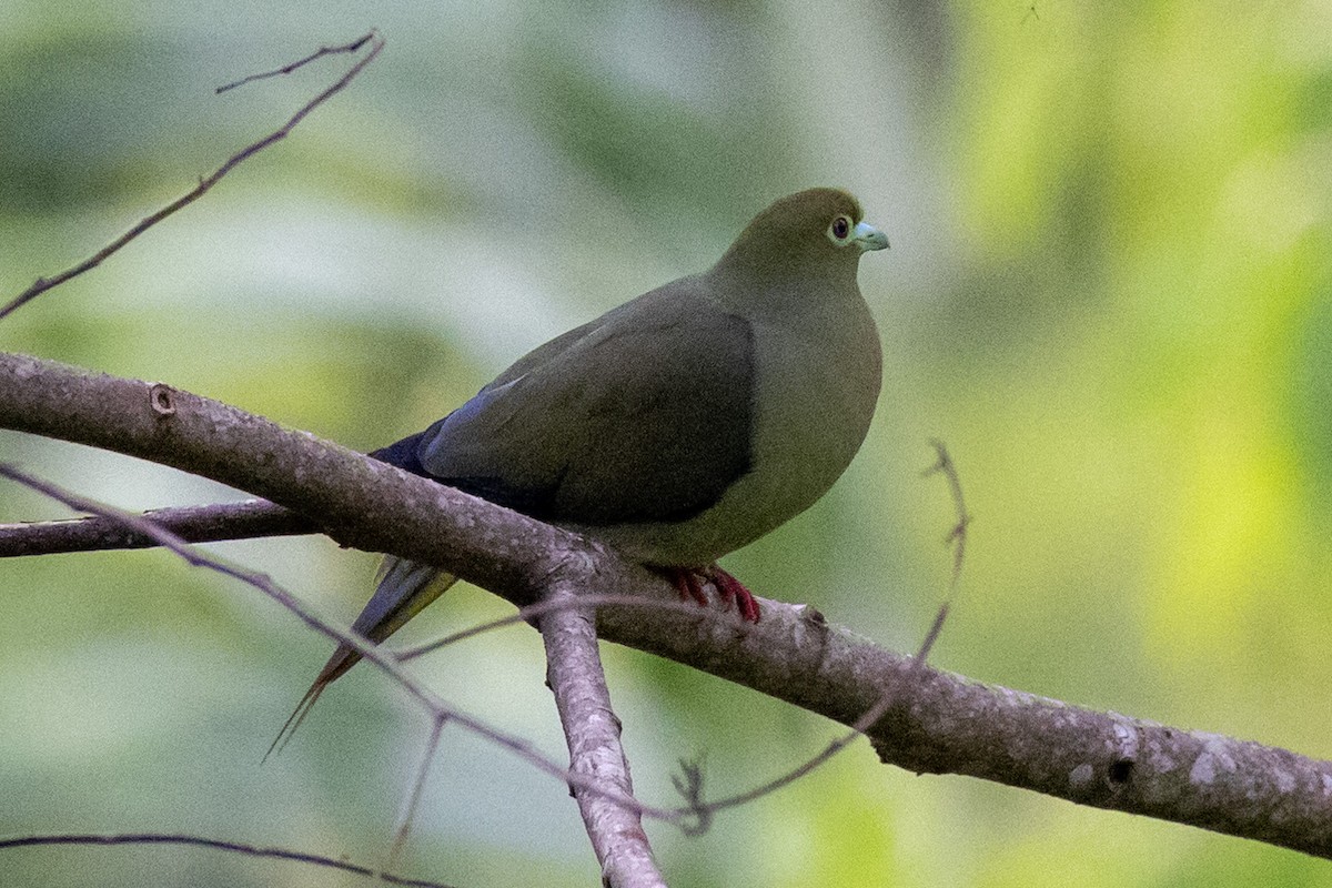 Sumatran Green-Pigeon - ML622349702