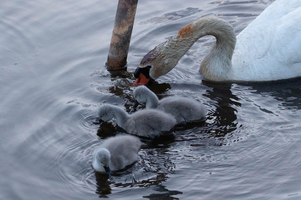 Mute Swan - ML622349736