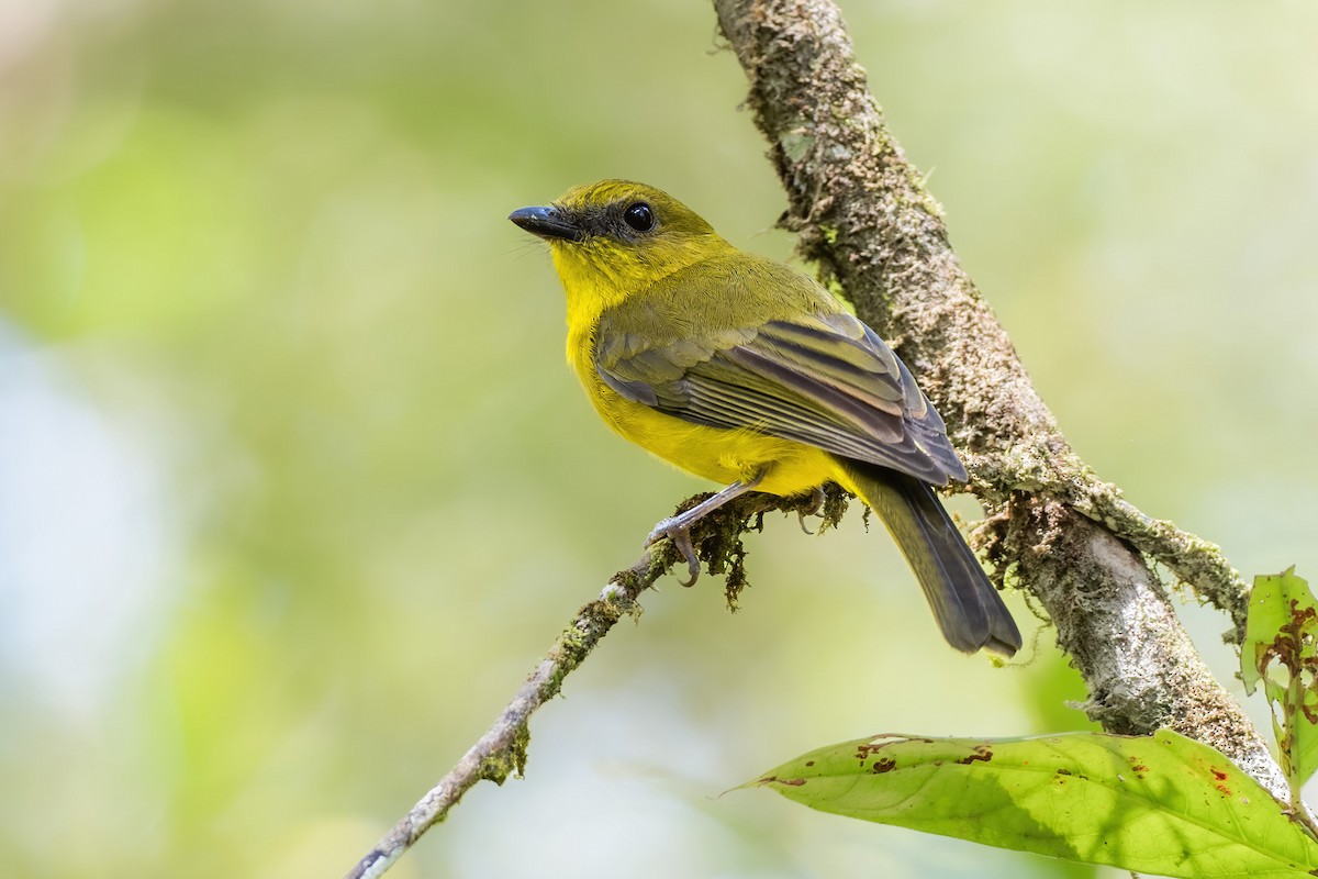 Bornean Whistler - ML622349739