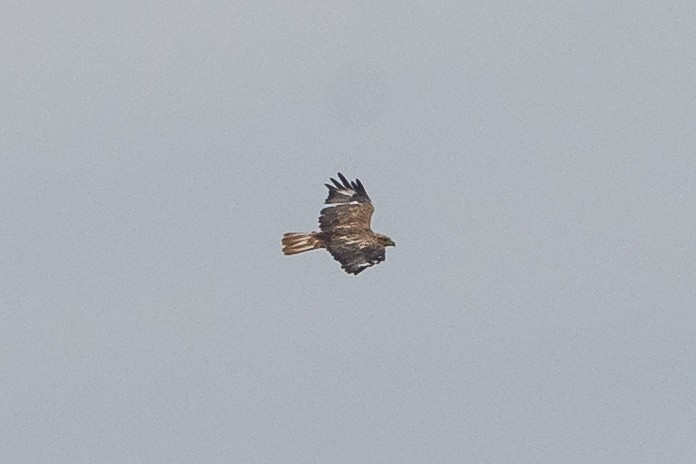 Long-legged Buzzard - ML622349869