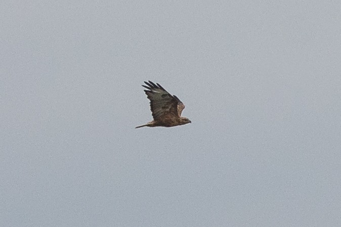 Long-legged Buzzard - ML622349870