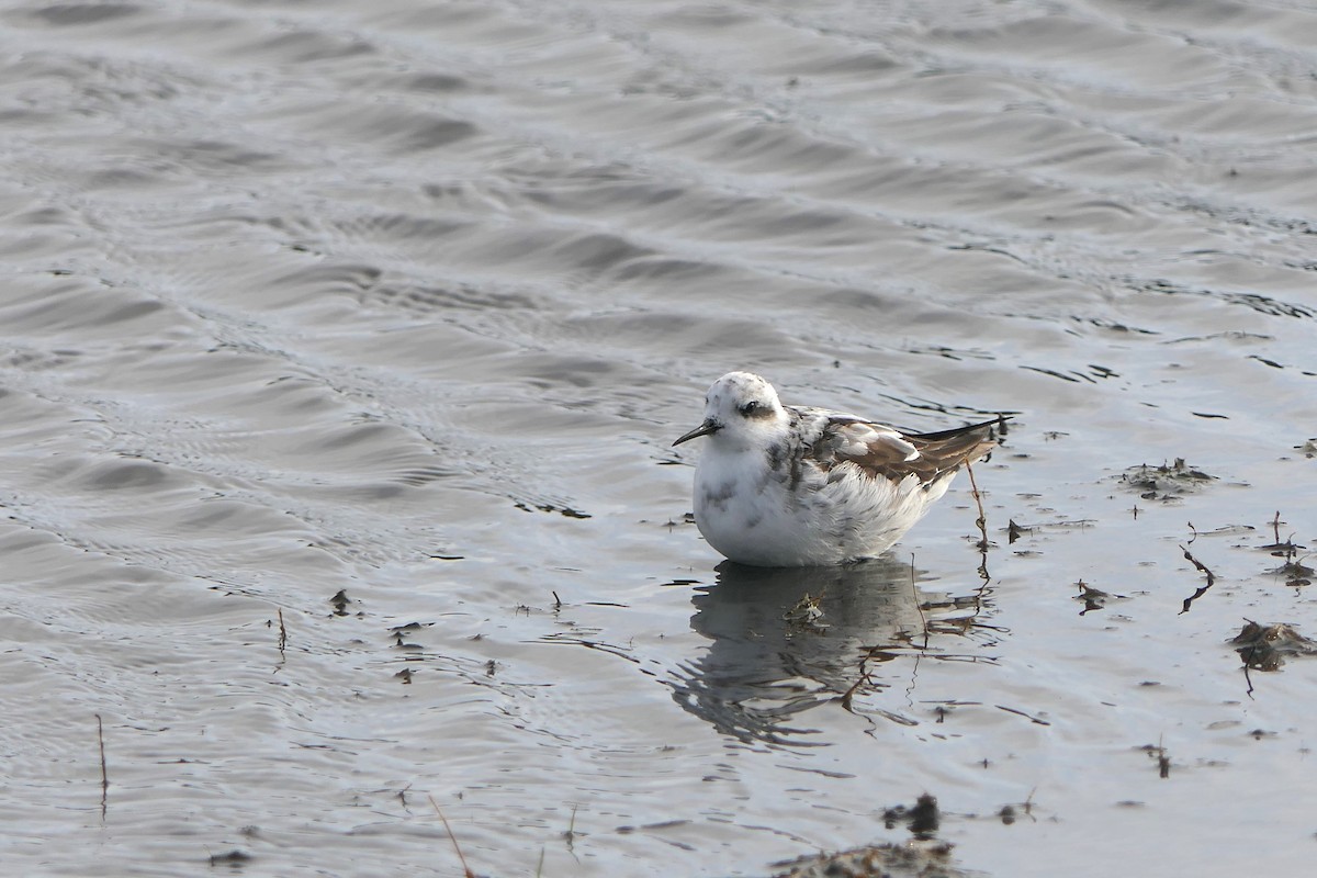 Red-necked Phalarope - ML622349888