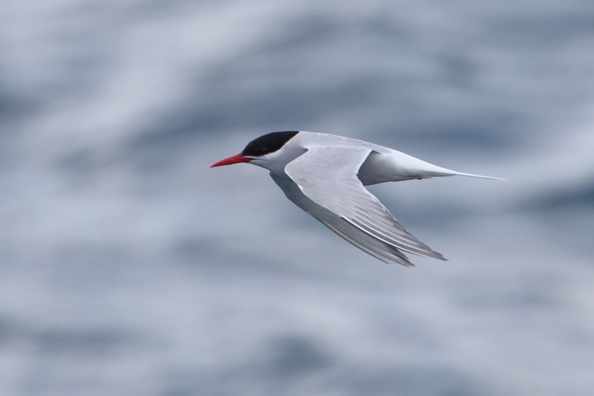 Antarctic Tern (Antarctic) - ML622349903