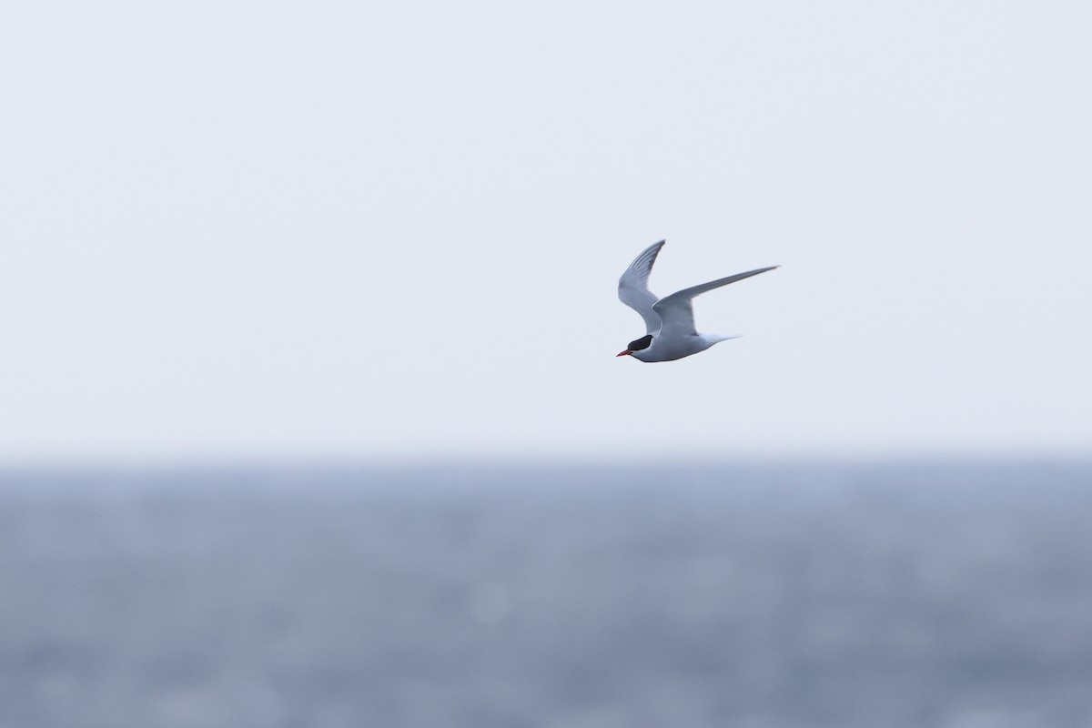 Antarctic Tern (Antarctic) - ML622349904