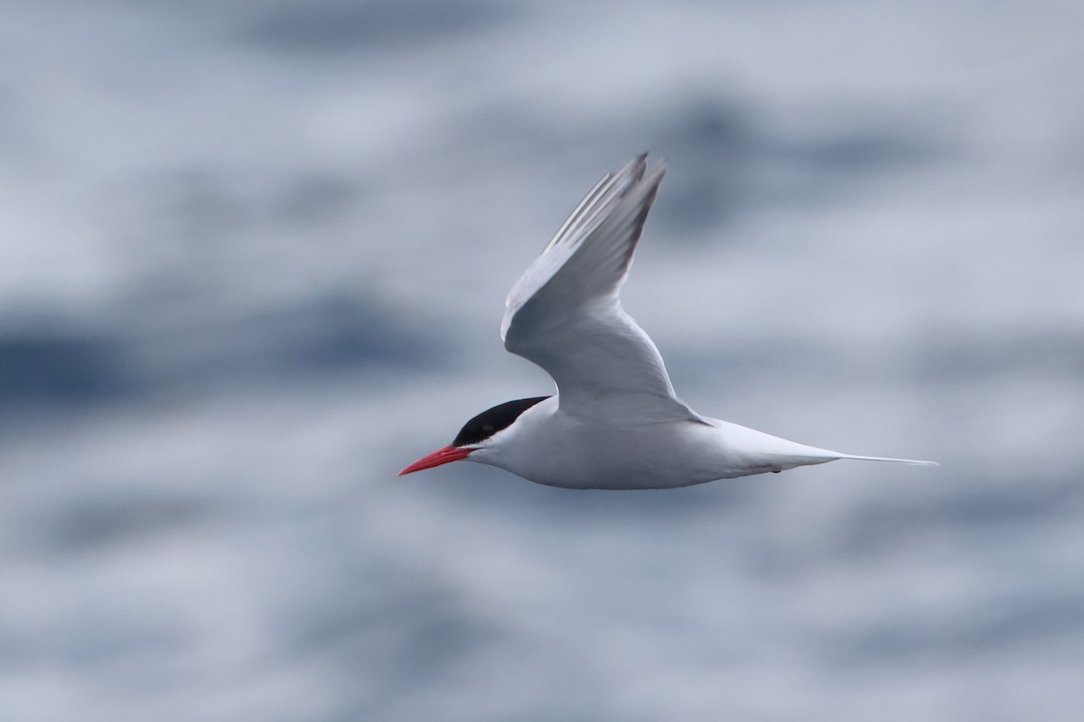 Antarctic Tern (Antarctic) - ML622349905