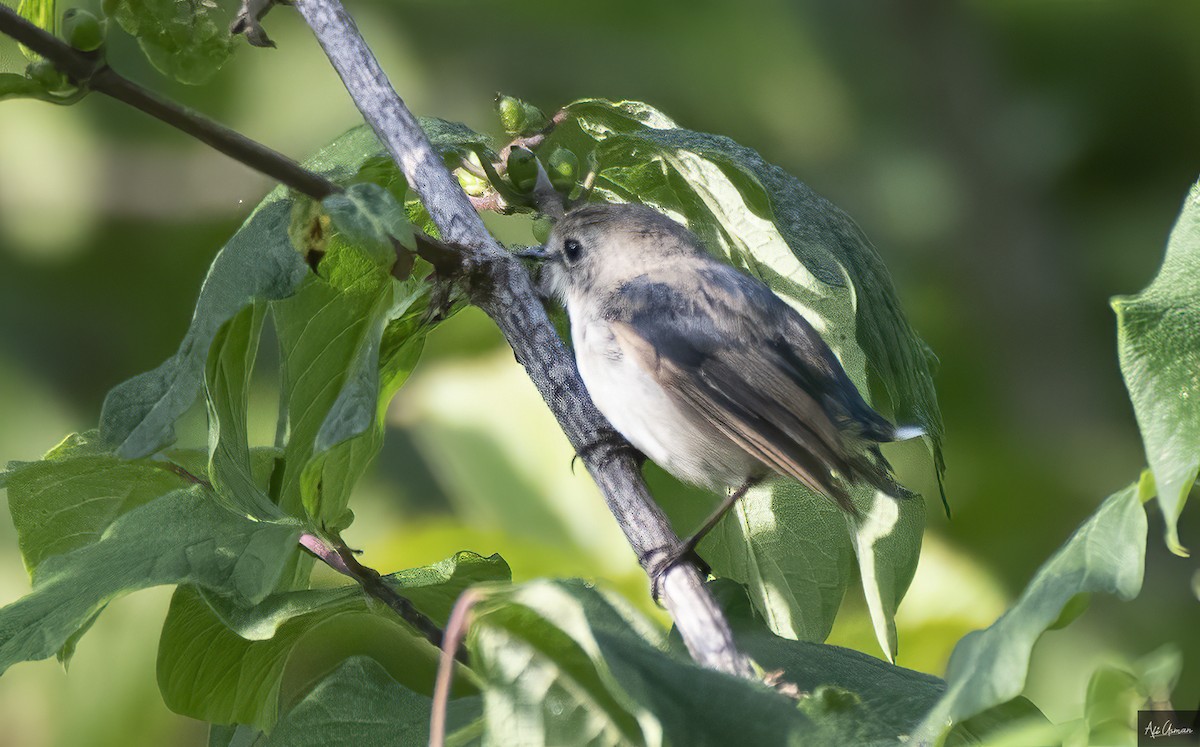 Slaty-blue Flycatcher - Ali Usman Baig