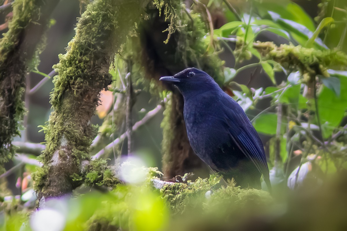 Javan Whistling-Thrush - ML622350011