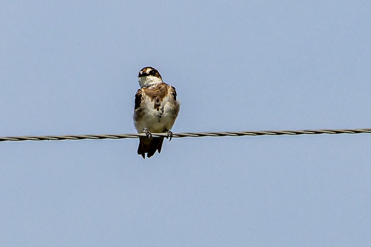 Banded Martin - ML622350032