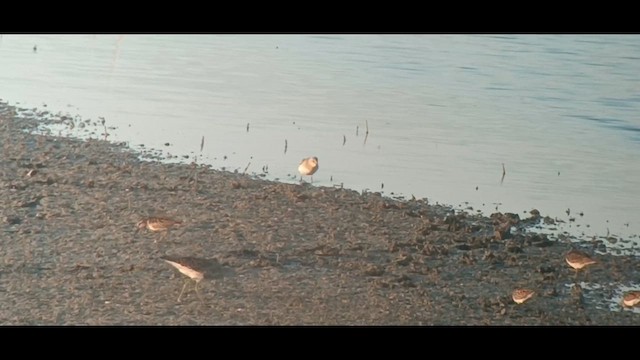 Broad-billed Sandpiper - ML622350048