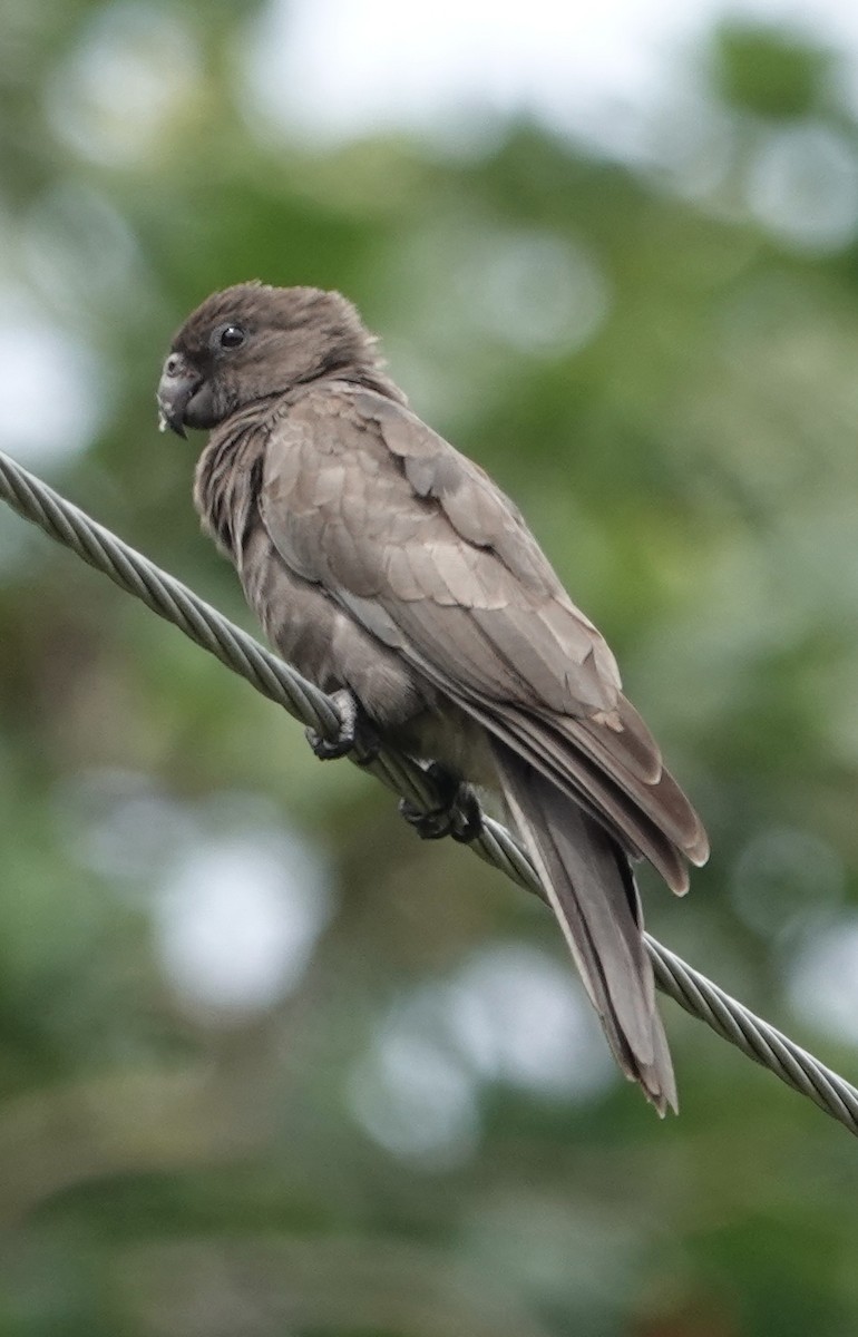 Seychelles Parrot - ML622350111